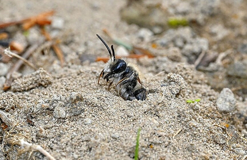 Ученые нашли подземный «город», в котором живут 5,5 миллиона диких пчел