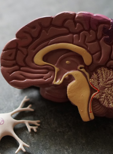 В мозге двух пациентов с болезнью Альцгеймера обнаружили отложения меди и железа