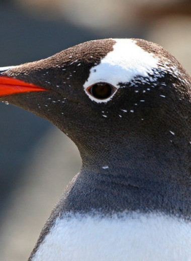 Субантарктических пингвинов предложили разделить на четыре вида