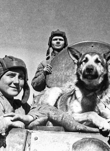 Четвероногий сапер Джульбарс: невероятная история пса, удостоенного ордена 