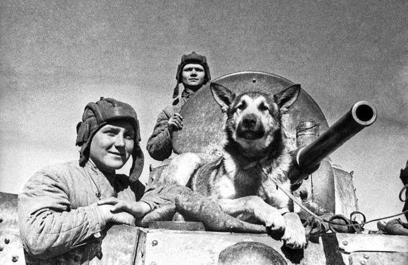Четвероногий сапер Джульбарс: невероятная история пса, удостоенного ордена 