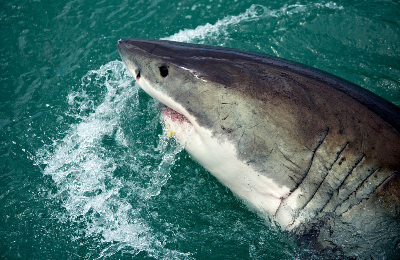 Фазы Луны влияют на агрессивность акул