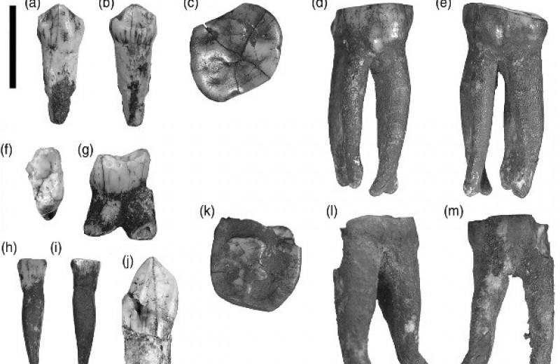 Палеоантропологи обнаружили в Колыбели человечества 15 зубов парантропов