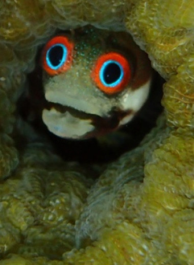 Пищевые цепи в коралловых рифах Карибского моря стали на две трети короче