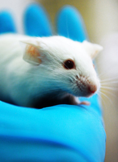 Ученым удалось обратить вспять диабет у мышей