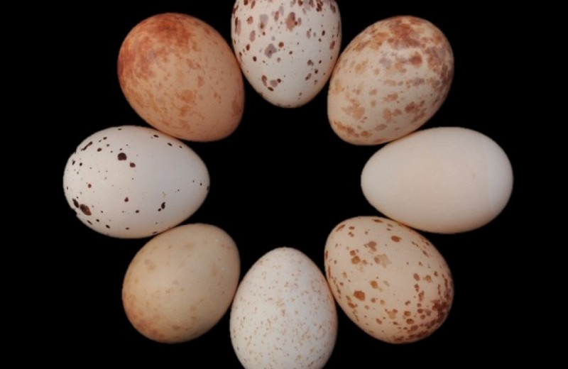 Дронго обошли кукушек в гонке вооружений благодаря разноцветным яйцам