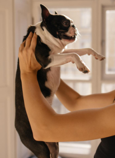 Как понять, что хочет сказать ваша собака