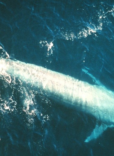 В Новой Зеландии открыт неизвестный ранее вид вымерших китов
