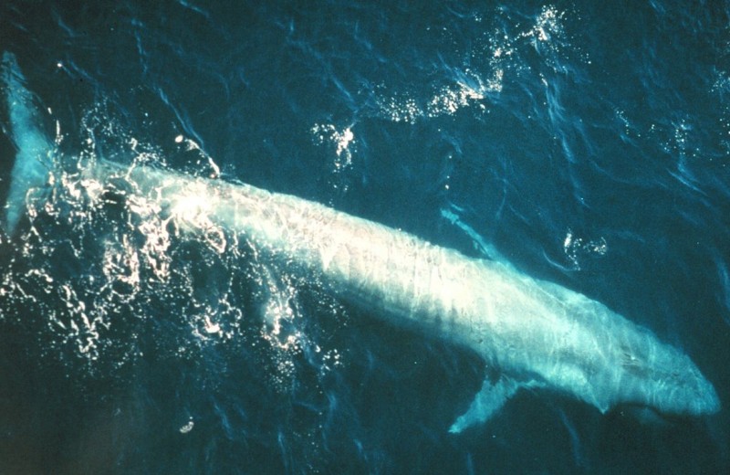В Новой Зеландии открыт неизвестный ранее вид вымерших китов