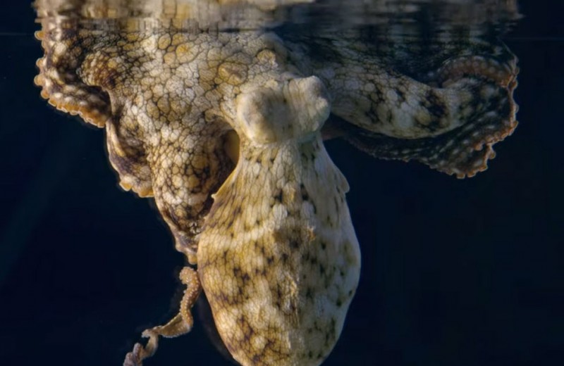 Мерцание сонного осьминога: видео