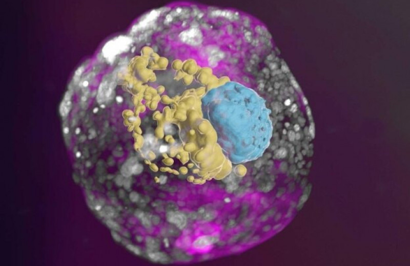 Ученые впервые вырастили из стволовых клеток модель человеческого эмбриона возрастом две недели