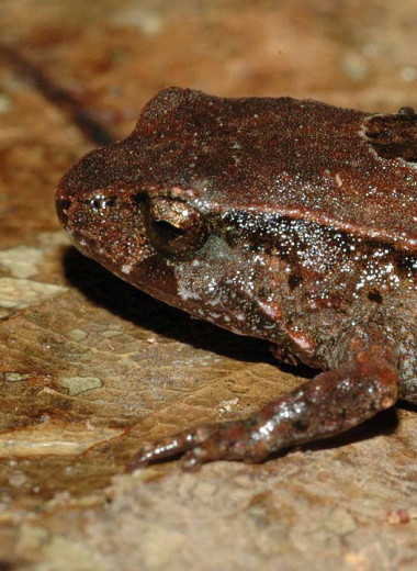 В Австралии нашли новый вид сумчатых жаб. У них очень заботливые отцы