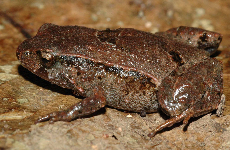 В Австралии нашли новый вид сумчатых жаб. У них очень заботливые отцы