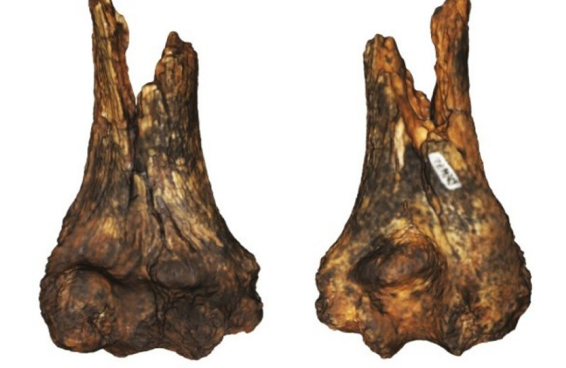 От человека прямоходящего из Дримолена сохранились фрагменты позвонков