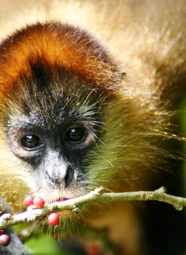 Почему обезьяны любят алкоголь в низких концентрациях и где они его берут?