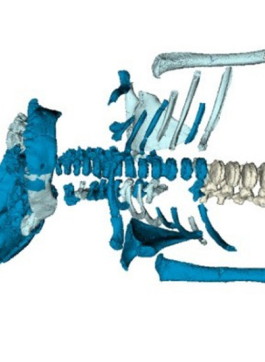 Неандертальский ребенок развился быстрее современного