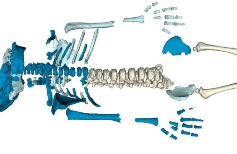Неандертальский ребенок развился быстрее современного