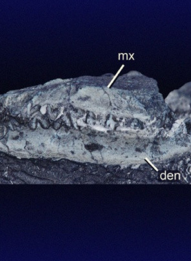 Ископаемые погадки с костями млекопитающих приписали небольшому хищному динозавру