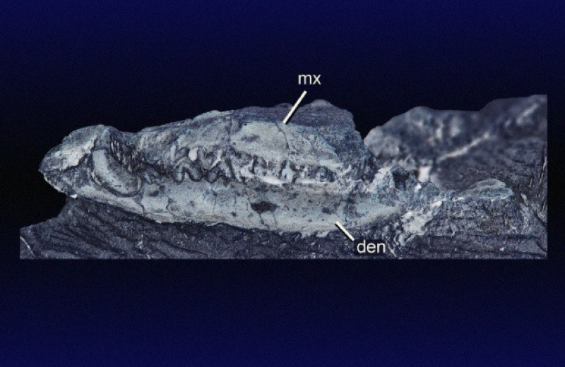 Ископаемые погадки с костями млекопитающих приписали небольшому хищному динозавру
