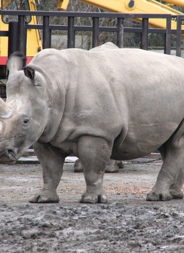 Северного белого носорога спасут клонированием