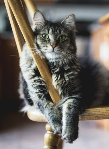 6 интересных и милых фактов о кошках, которые вы не знали