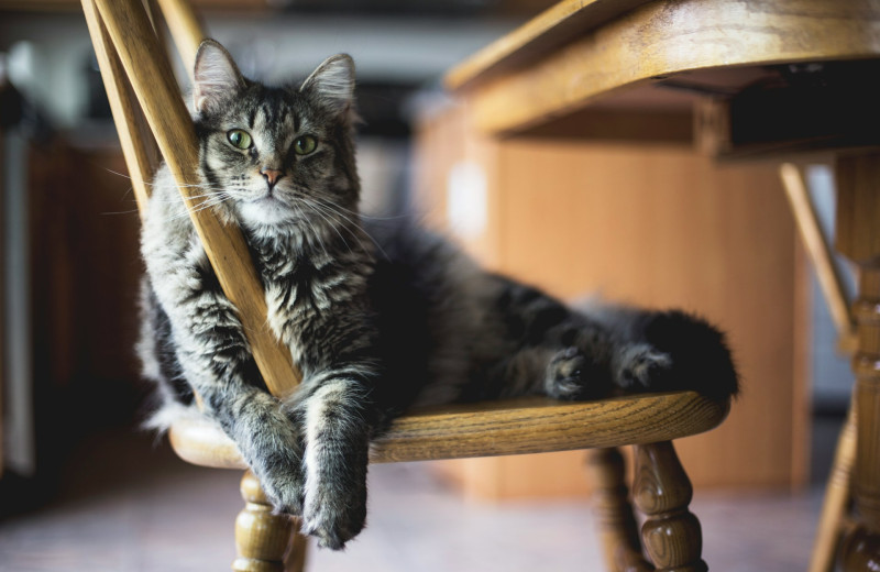 6 интересных и милых фактов о кошках, которые вы не знали