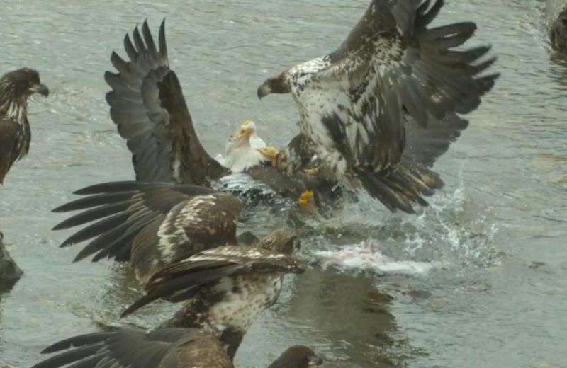 Орланы отбирают друг у друга добычу: видео