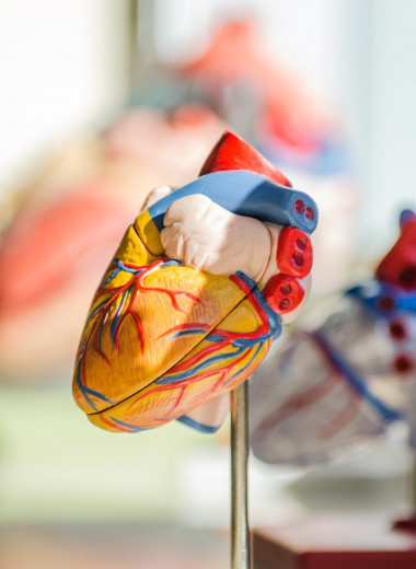 6 удивительных способов улучшить здоровье сердца: что говорят кардиологи