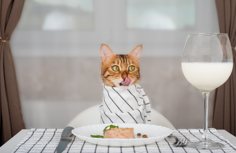 Как приготовить сбалансированный кошачий корм самому?