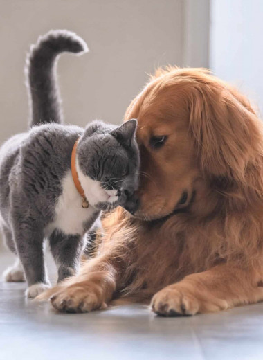 «Как кошка с собакой»: как заставить питомцев подружиться