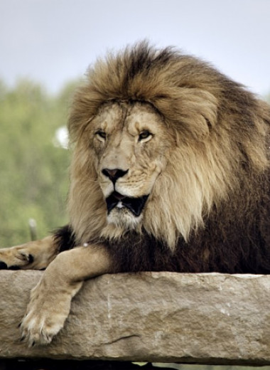 7 животных, которые могут убить льва