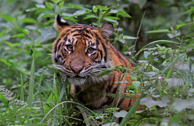 ГЭС в низинных тропиках оказались угрозой для местообитаний тигра и ягуара