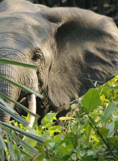 Берег Слоновой Кости скоро останется без слонов