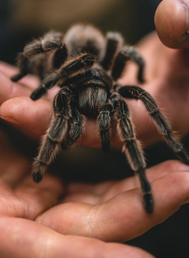 Мужчина по совету психотерапевта завел дома 300 тарантулов