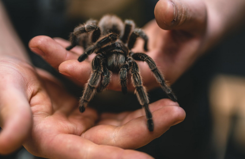 Мужчина по совету психотерапевта завел дома 300 тарантулов