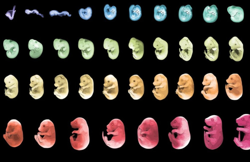 12 миллионов клеток — ученые создали полный атлас эмбриона мыши