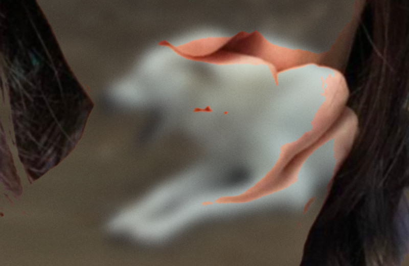 Собачий укус привел к гемолитико-уремическому синдрому у норвежки