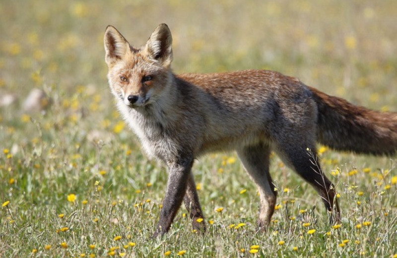 Шотландские лисицы поели собачьих фекалий