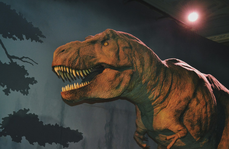 Тираннозавры оказались глупее, чем считали ученые