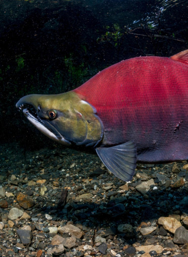 Вечное возвращение: удивительные факты из жизни лососей