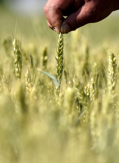 В поле каждый колосок: как фермеров заставляют платить за украденное зерно