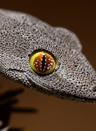Нехватка дупел в австралийском заповеднике вынудила геккона поселиться в гнезде поссумов