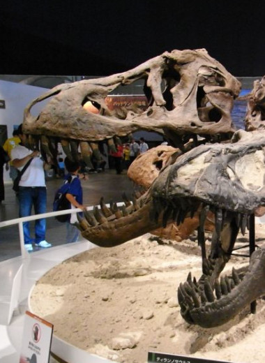 Три вида тираннозавров снова объединили в один
