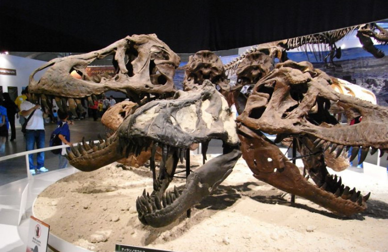 Три вида тираннозавров снова объединили в один