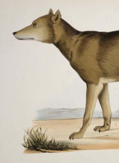 Вымершие японские волки оказались ближайшими родственниками собак