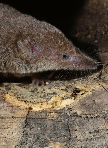 Феномен Денеля: как животные умудряются уменьшать мозг и кости до 20%, чтобы пережить зиму