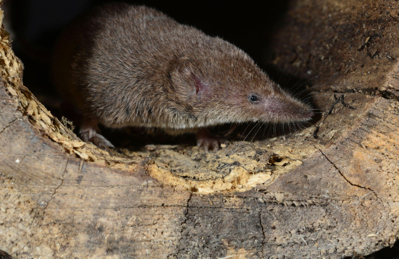 Феномен Денеля: как животные умудряются уменьшать мозг и кости до 20%, чтобы пережить зиму