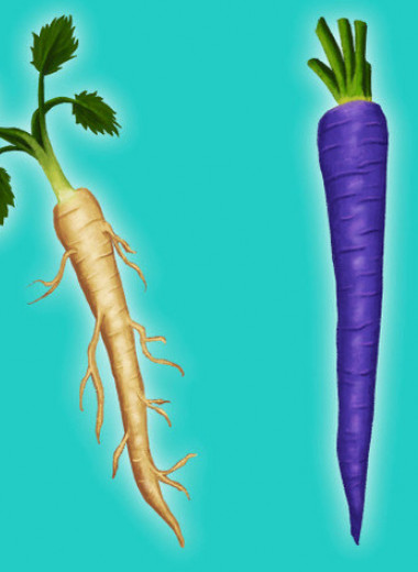 Фиолетовая морковь и персик-вишня: как выглядели привычные нам фрукты и овощи в прошлом