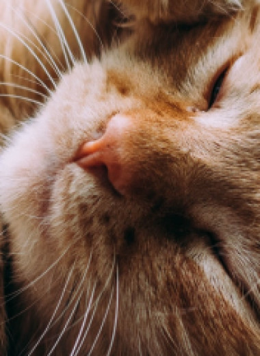 Зачем кошке усы на голове и лапах
