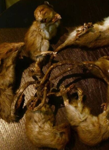 Крысиный король: миф или редкая реальность и почему ученые спорят об этом